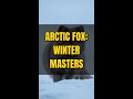 Arctic Fox: Masters of Winter Survival and Camouflage