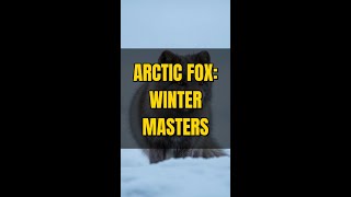 Arctic Fox: Masters of Winter Survival and Camouflage