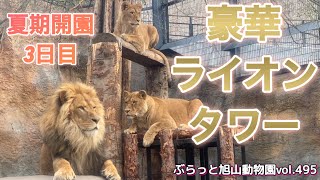 《旭山動物園ライオン&トラ》圧巻キャットタワーならぬライオンタワー。甘えんたい両親に子どもが喝オリトイオファミリーvol495/Amazing! Lion Tower, not Cat Towe
