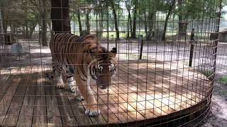 Moving the Texas Tigers home from vacation at Big Cat Rescue