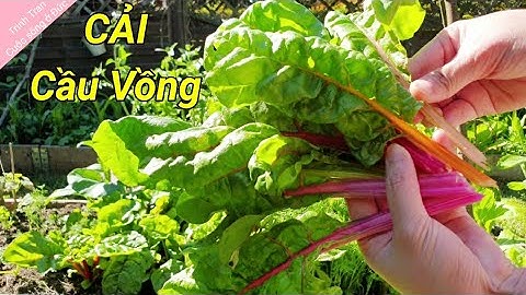 Thu Hoạch Cải Cầu Vồng, Xà Lách, Cải PakChoi | Vườn Rau Của Người Việt Ở Đức | Cuộc Sống ở Đức