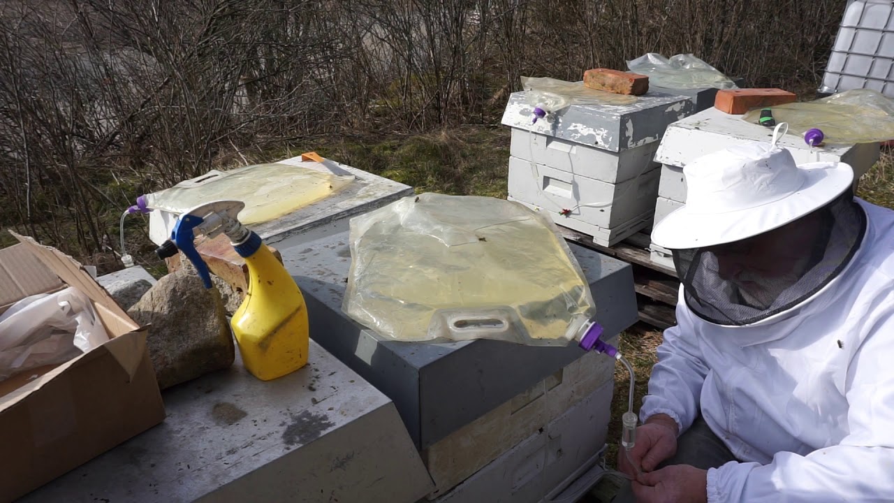 VÅRSTIMULERING AV BIKUBER, VIDEO 2. RESULTAT ETTER EI UKE.