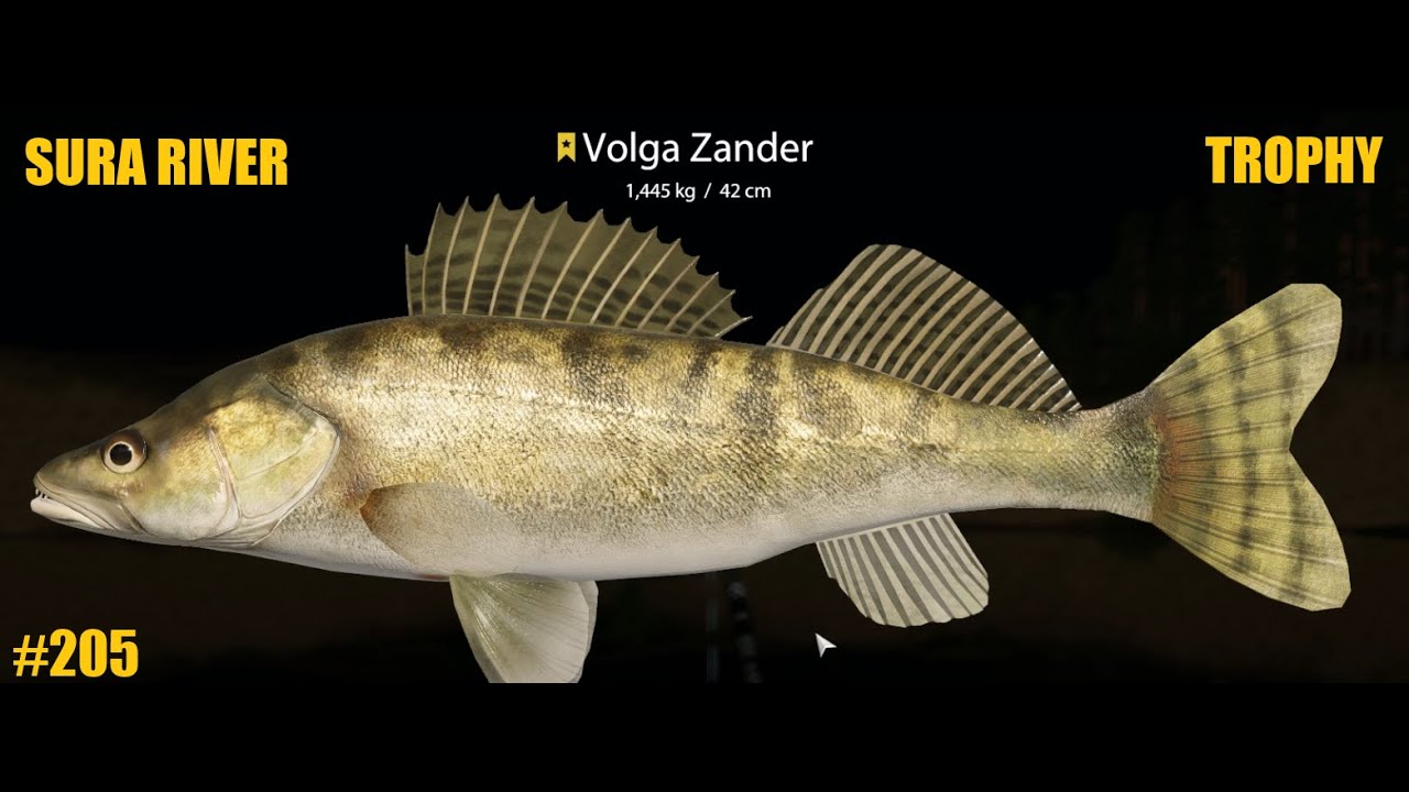 Russian Fishing 4 Sura River Trophy Volga Zander T205 YouTube