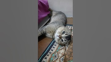 Thumbnail of dobeeeeeeeehhhhh #song #remix #cat #lucu #cute #funny #kitten #pets #video #fyp #shorts #kucing