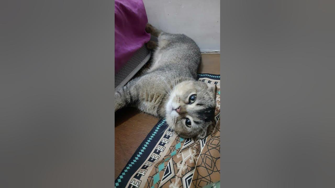 dobeeeeeeeehhhhh #song #remix #cat #lucu #cute #funny #kitten #pets #video #fyp #shorts #kucing