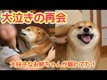 【再会】突然、大好きなお姉ちゃんがお部屋に隠れているのを発見し大泣きしてしまう柴犬てぃーだ #柴犬 #柴犬てぃーだ #shiba
