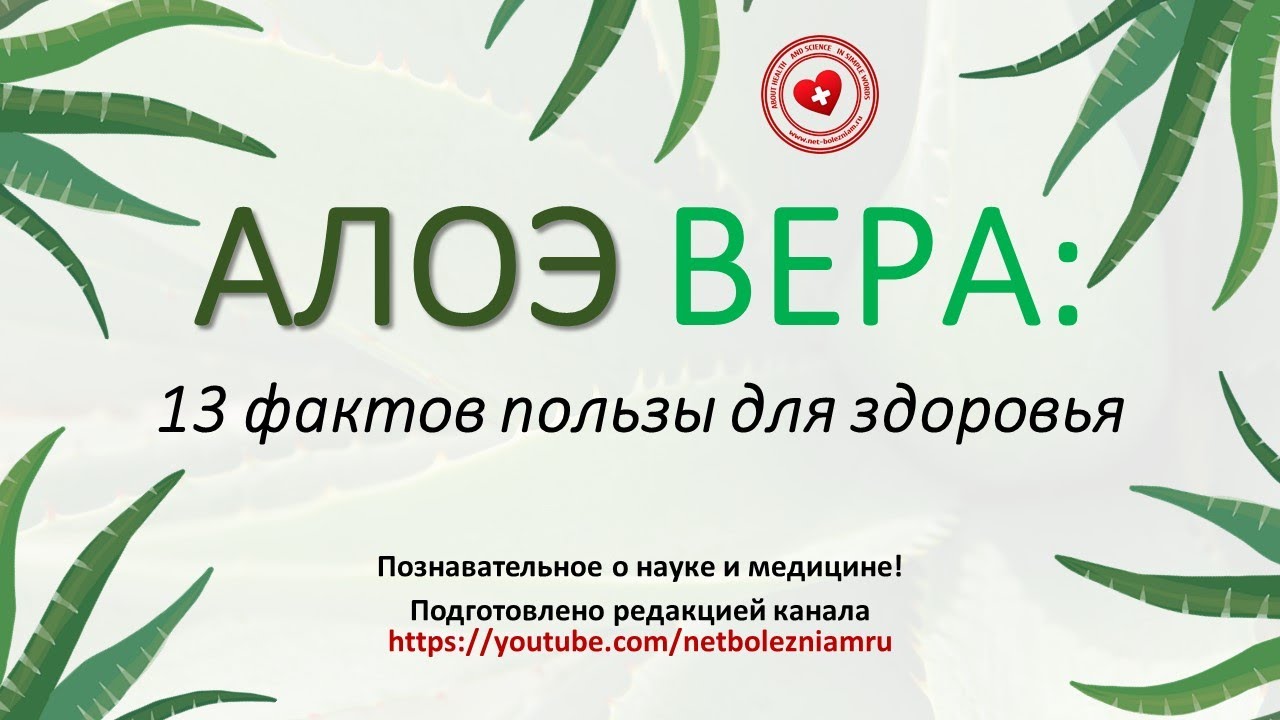 Алоэ вера: 13 доказательств её пользы для здоровья