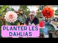 Comment Planter Les Dahlias Capsule Horticole mp3