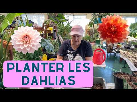 Comment planter les dahlias? - capsule horticole