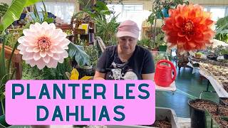 Comment planter les dahlias? - capsule horticole