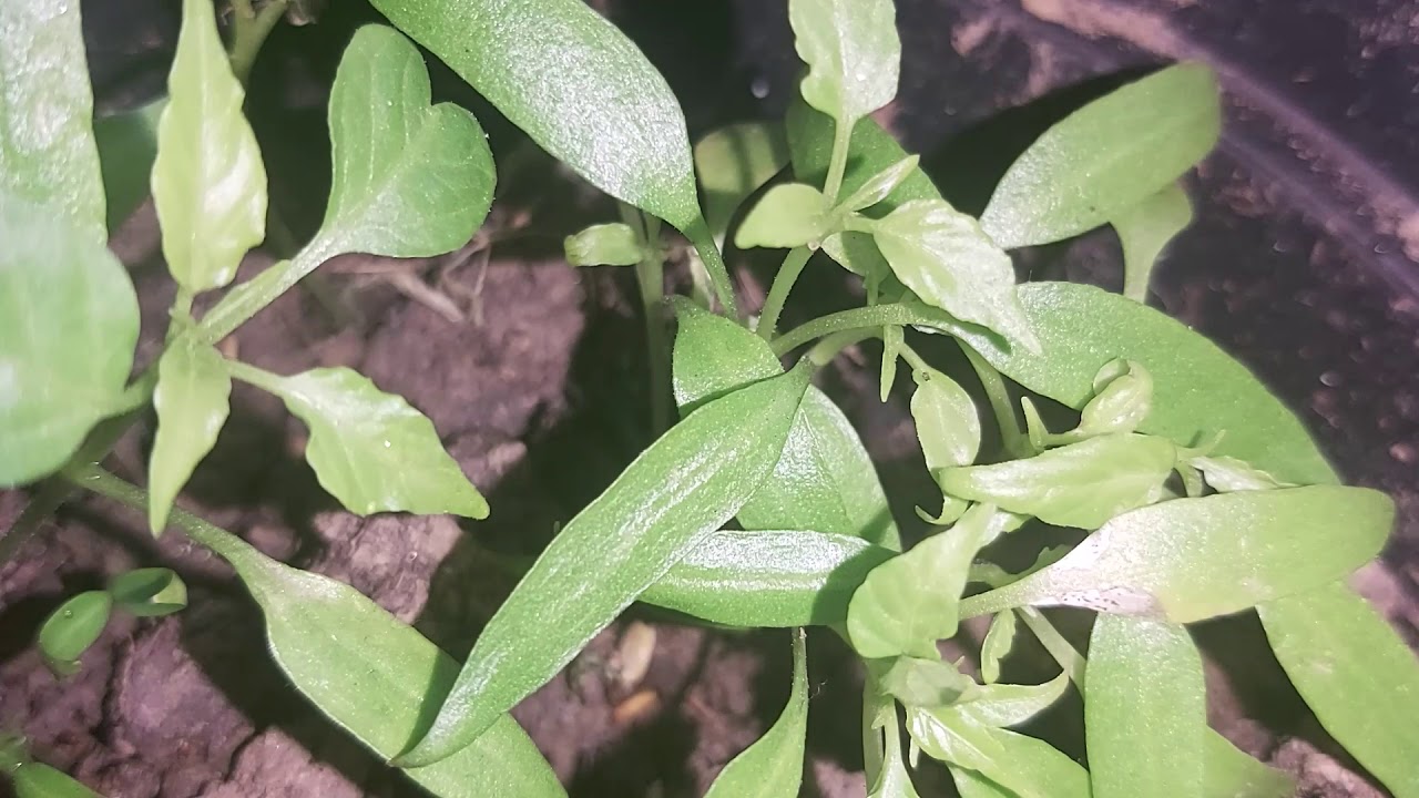 Pregatirea semintelor pentru rasadurile de legume