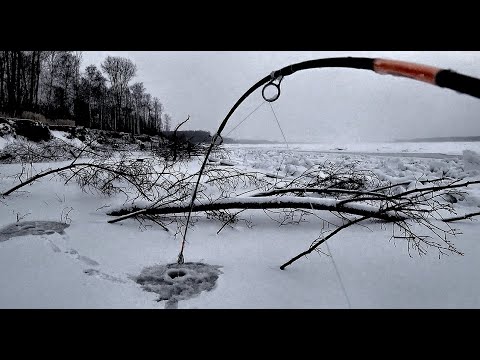 ШОКИРУЮЩИЙ МОНСТР НЕ ЛЕЗЕТ В ЛУНКУ!! Первый лед на Оби. Трофейная рыбалка.Крупный окунь.