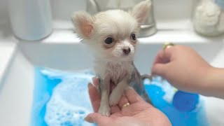 Barley Teacup Chihuahua First Bath at 10 weeks old  FULL VIDEO