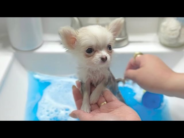 Barley Teacup Chihuahua First Bath at 10 weeks old 🐾🤍 FULL VIDEO class=