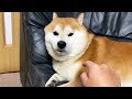 たぷられることを察知し、ハッとする柴犬