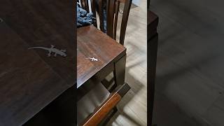 mom dose NOT like geckos in the house 😂 #lizards #hunting #vibes #shortsviral #viral #shorts