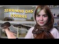 REDECORANDO O TERRÁRIO DAS MINHAS COBRAS! 🐍🍂