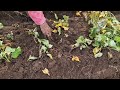 EASY WAY TO PLANT SWEET POTATOES – SIMPLE FARMING METHOD! - traditional farmer