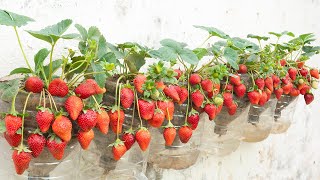Method of growing self-watering strawberries in plastic bottles, Berries and sweets