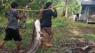 NGERI...!!!? SEPERTINYA SUDAH BISA MAKAN ORANG KALAU SEBESAR INI #IKANBESAR #tapah