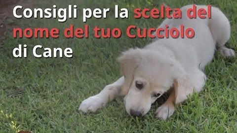 Nomi per Cani: Consigli per scegliere il Nome del Tuo Cucciolo