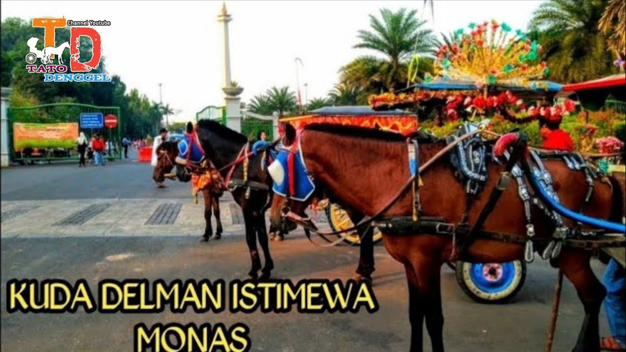 Kuda delman - kuda - Pangkalan Kuda Delman Istimewa Monas || Sabtu, 21 09 2019, Jakarta Pusat