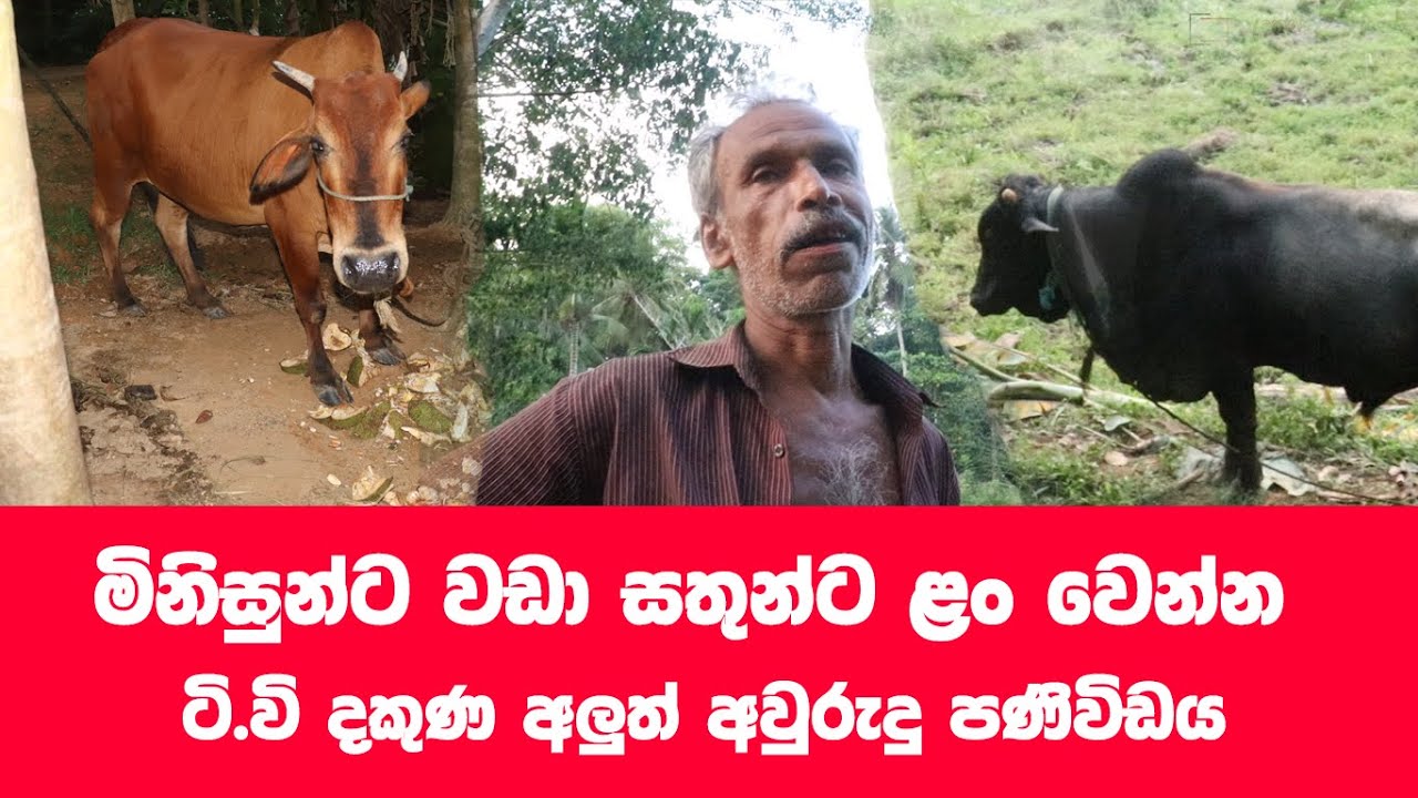 මිනිසුන්ට වඩා සත්තු විශ්වාස කරමු
