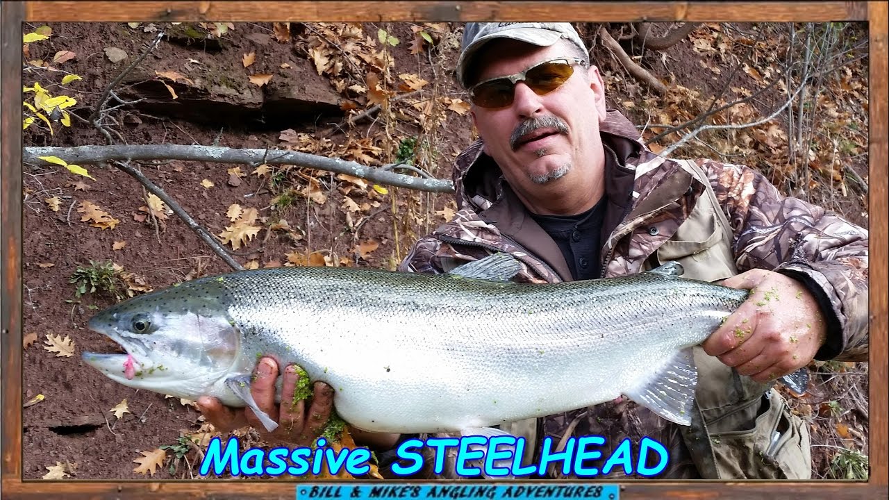 Massively Huge MONSTER STEELHEAD fishing - YouTube