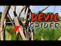 GAGAMBA HUNTING / SPIDER HUNTING PAG TAPOS NG BAGYO 🖤