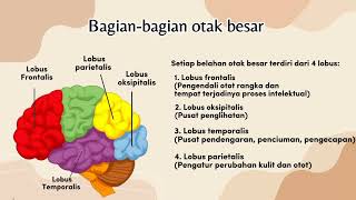 SISTEM SARAF UTAMA (OTAK) KELOMPOK 6 SMANSAKWA