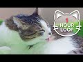  asmr cat grooming  77 1 hour loop