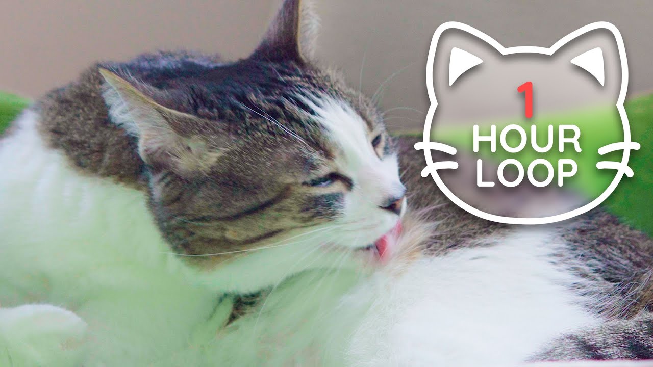 🎧 ASMR Cat Grooming 👅 #77 (1 HOUR LOOP)