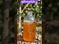 कीड़े खुद फंसेंगे! 😳 | गुड़ वाली बोतल ट्रैप | Natural Pest Control Jugaad 🌱 #farming #desijugaad