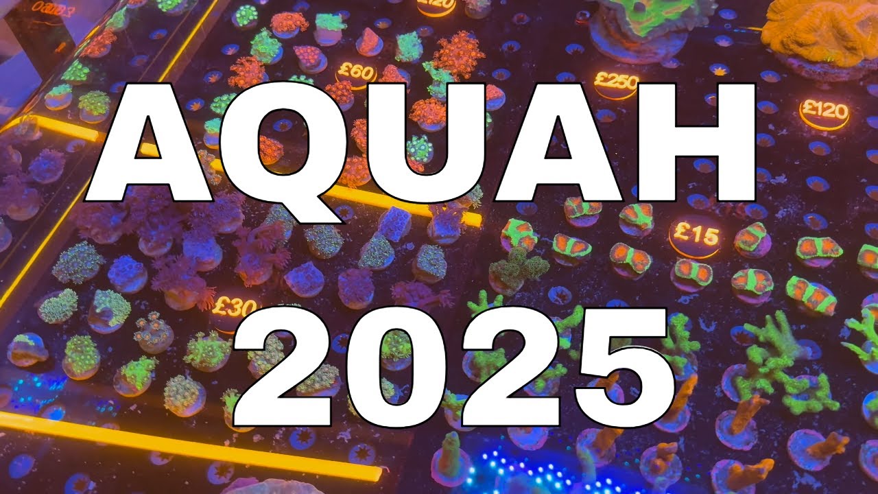 Мой опыт на AQUAH 2025