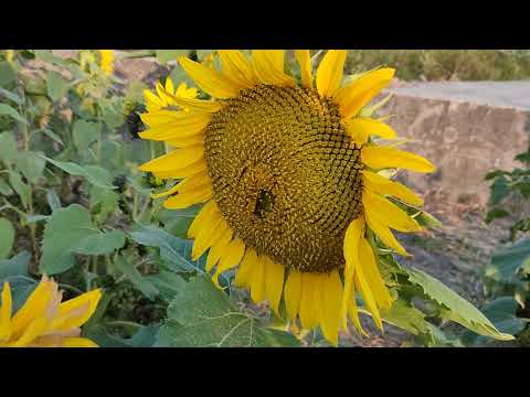 Video: Ano Ang Ipininta Ng Mga Artista Ng Mga Sunflower