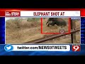 Video video: Forest staff opened fire at wild elephant,sacked
