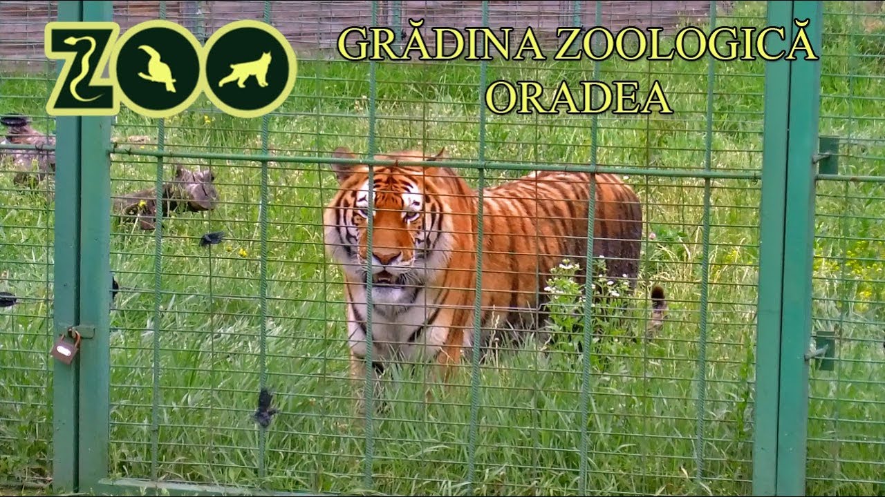 Zoo Oradea Gradina Zoologica Oradea Renovata Youtube