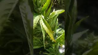 Autoflower harvest outdoor uk guerrilla grow 2022! Harvest time!!