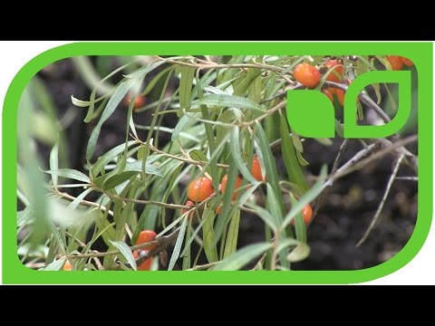 Video: Promising Varieties Of Sea Buckthorn