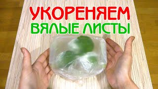 видео: Укореняем вялые листы фиалки | Восстановление тургора | Советы по уходу за фиалками | Мои фиалки #28 картинка: Укореняем вялые листы фиалки | Восстановление тургора | Советы по уходу за фиалками | Мои фиалки #28