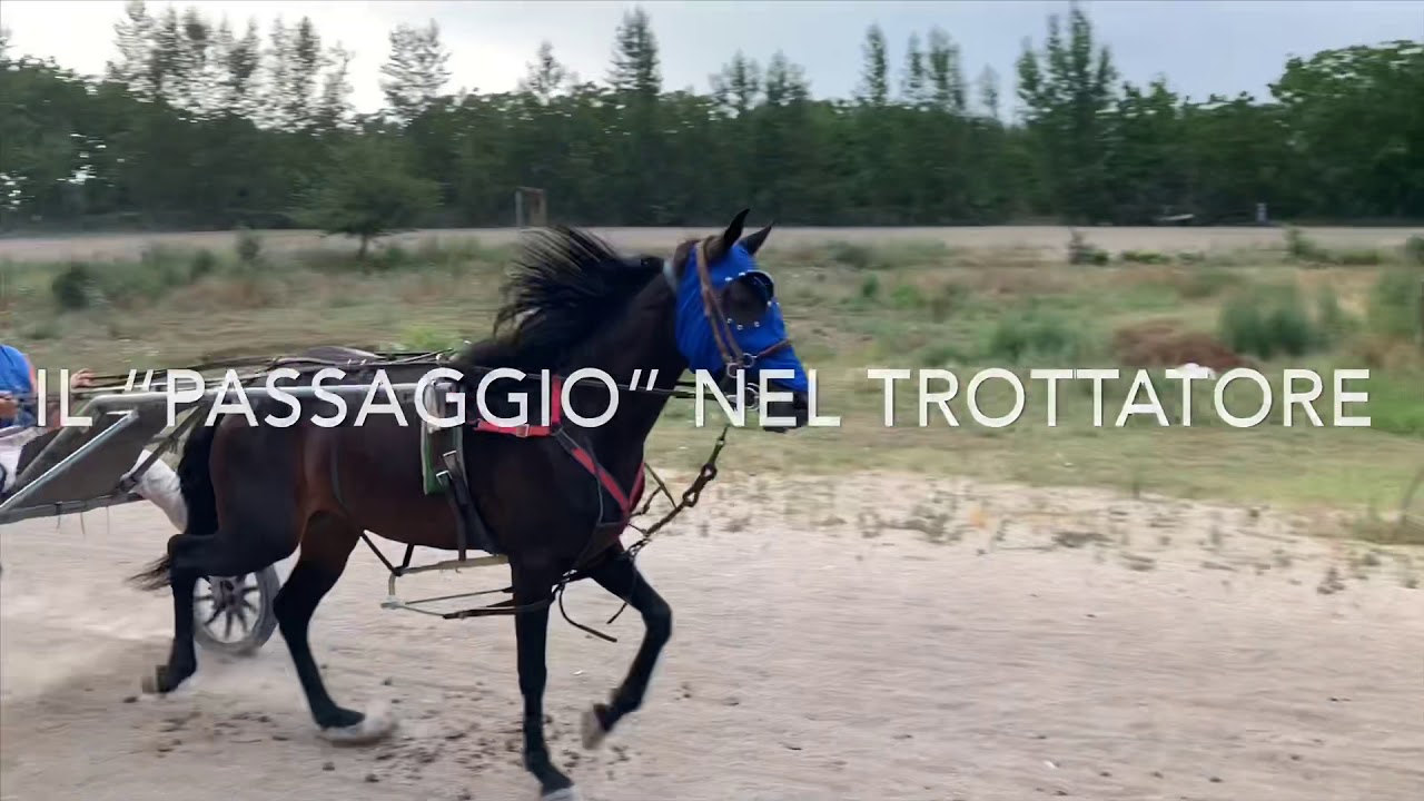 Il “passaggio” nel cavallo trottatore