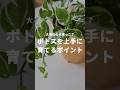 ポトスの上手な育て方!1番大切なのは気根を大事にしてあげること? #インテリアグリーン #観葉植物のある暮らし #観葉植物の育て方 #観葉植物育て方 #観葉植物 #水やり #ポトス