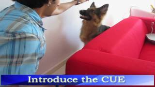 Dog trick tutorial: Back Up!