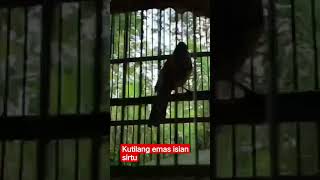 Download Lagu kutilang emas isian sirtu MP3