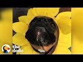 4 Reasons Why Boxer Dogs Are the Weirdest (But the Cutest) | The Dodo の動画、YouTube動画。