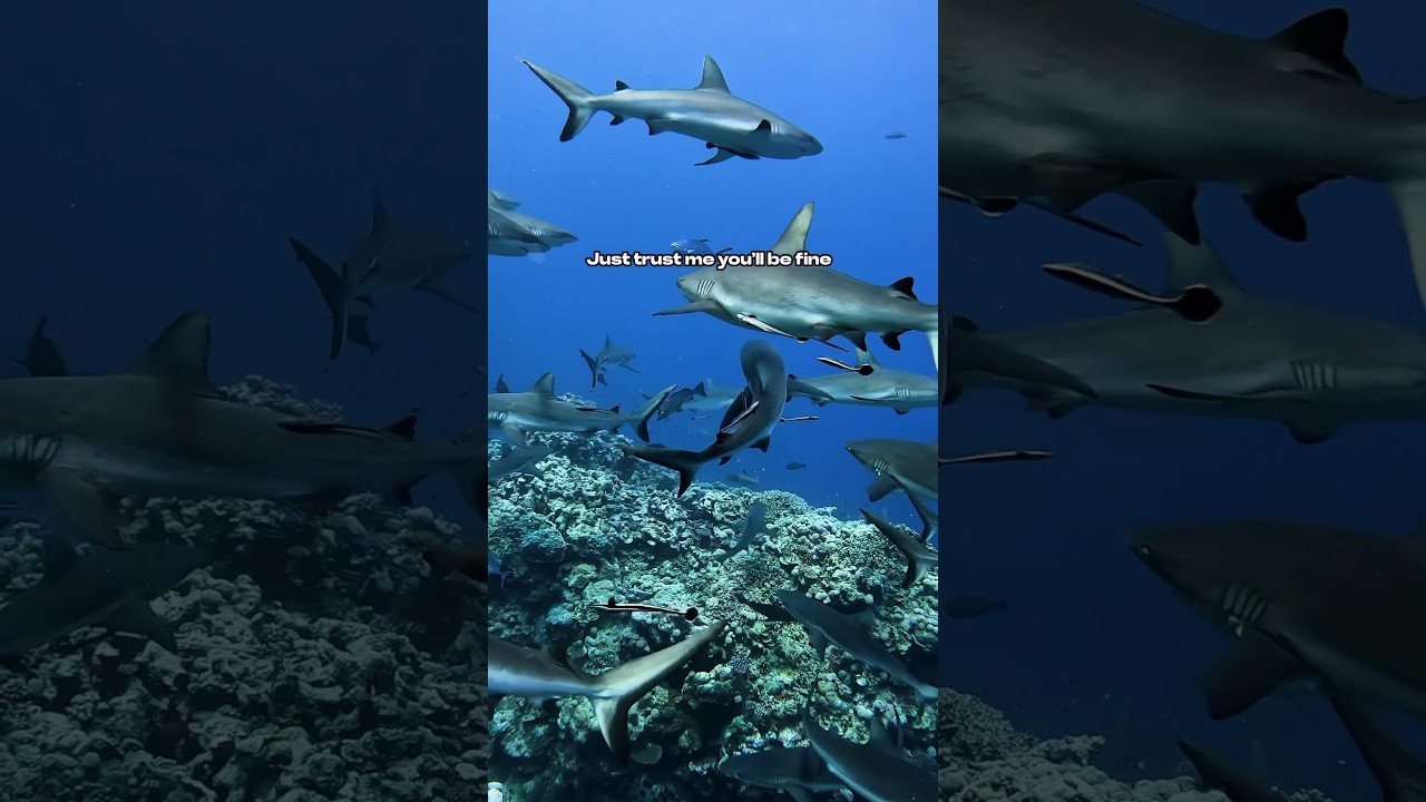 Diver goes diving with big school of SHARKS 🦈🦈🦈 