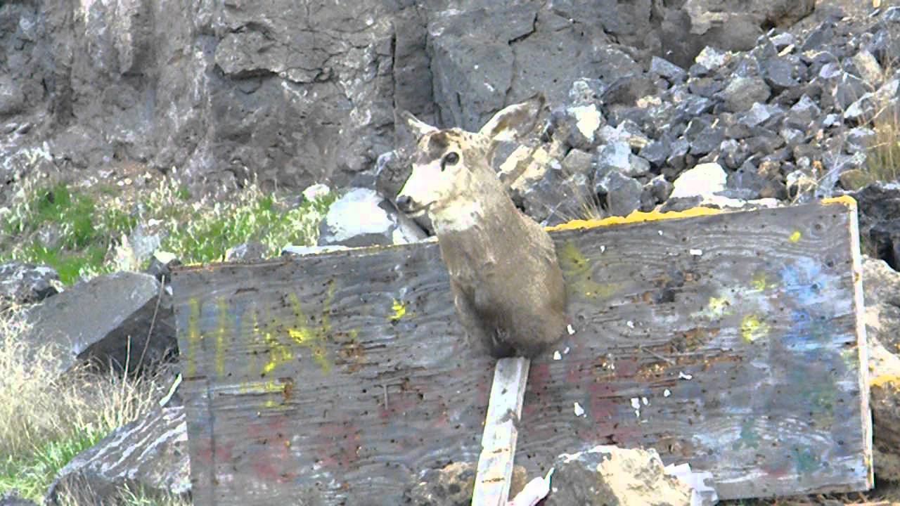 exploding target VS old deer mount - YouTube