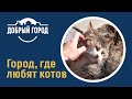 Добрый город - Город, где любят котов