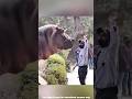 Man Slaps Hippo…But You Won’t Believe How The Hippo Reacted! #youtubeshorts #funny