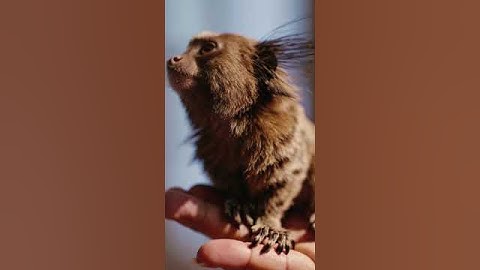 Cute Baby Monkey & Adorable Baby Monkey #cutebabymonkey